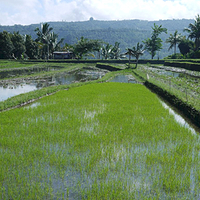 Photo de Bali - Banjar et Gitgit